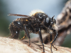 Laphria ephippium