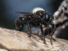 Laphria ephippium