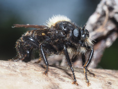 Laphria ephippium