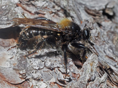 Laphria ephippium