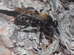 Laphria ephippium
