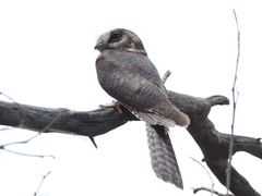 Australian Owlet-Nightjar photo 4