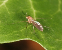 Tarnania fenestralis