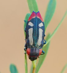 Castiarina erasma