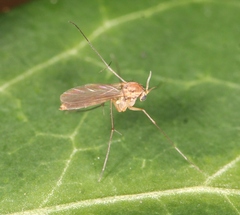 Tarnania fenestralis