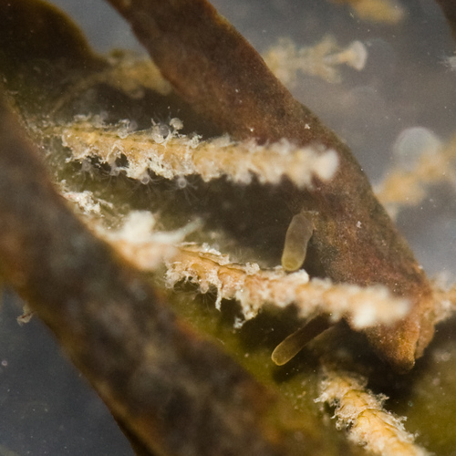 Dynamena pumila