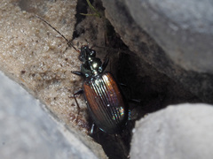 Bembidion conforme