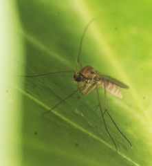 Tarnania fenestralis