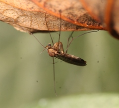 Tarnania fenestralis