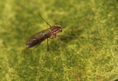 Tarnania fenestralis