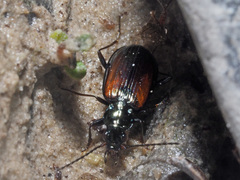 Bembidion conforme
