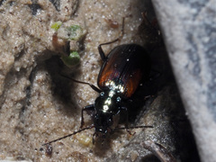 Bembidion conforme