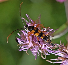Strangalia attenuata