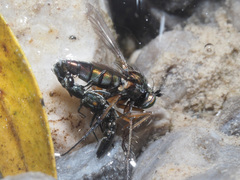 Stenus longipes