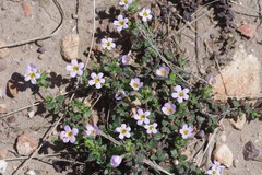 Chaenostoma campanulatum