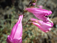 Penstemon richardsonii
