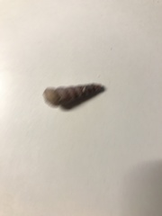 Turritella