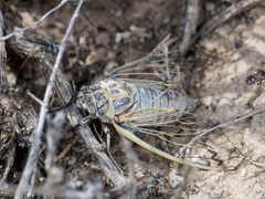 Cicadatra querula