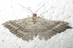 Alucitidae