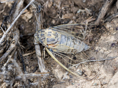 Cicadatra querula