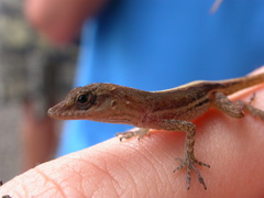 Anolis luciae