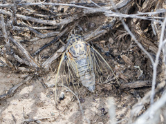 Cicadatra querula