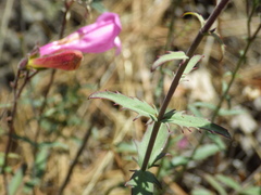 Penstemon richardsonii