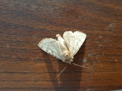 Amphipyra effusa
