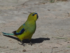Elegant Parrot photo 2