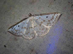 Derambila lumenaria