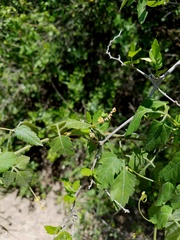 Urvillea ulmacea
