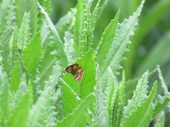 Chrysolarentia polycarpa