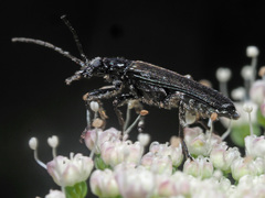 Anogcodes fulvicollis