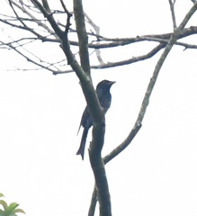 Dicrurus annectens
