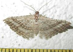Alucitidae
