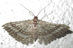 Alucitidae
