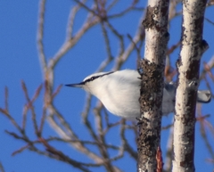 Sitta europaea albifrons
