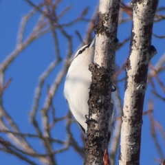 Sitta europaea albifrons
