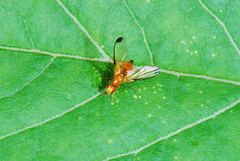 Temnosira saltuum