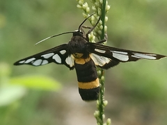Amata sperbius
