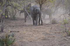 Loxodonta