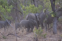 Loxodonta