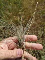 Festuca valesiaca