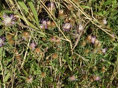 Centaurea trichocephala