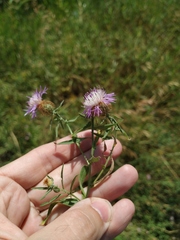 Centaurea trichocephala