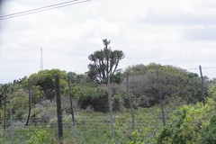 Euphorbia triangularis