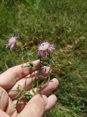 Centaurea trichocephala