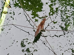 Limnometra