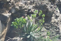 Pelargonium inquinans