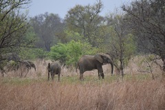 Loxodonta